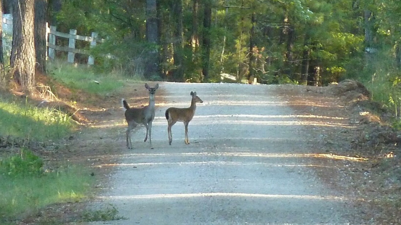 Photo of Outdoor in Huntington