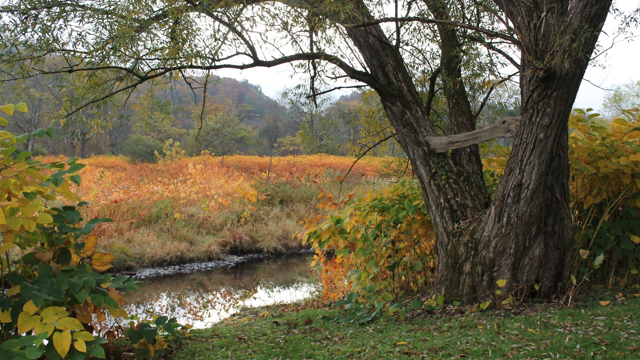 Photo of Outdoor in Starlight