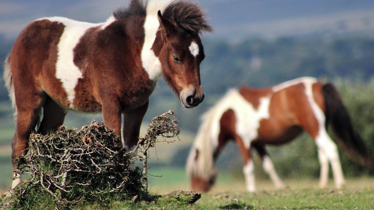 Photo of Others in Bridford