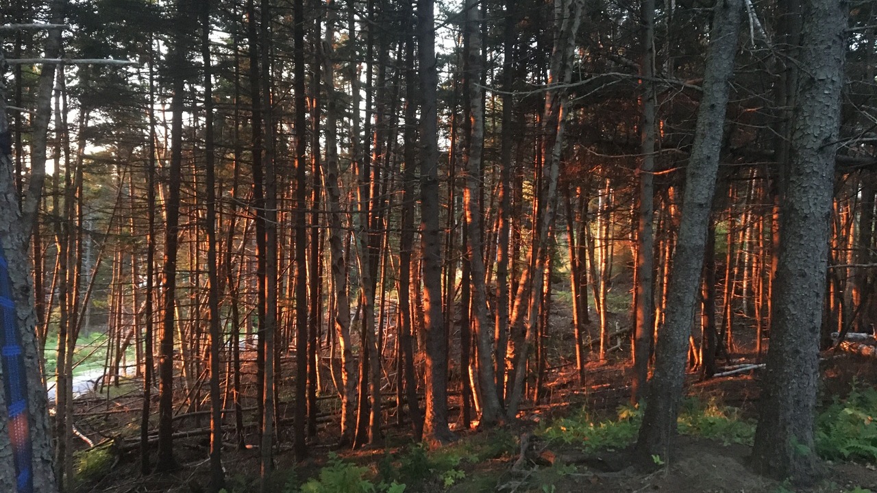 Photo of Others in Bailey Island