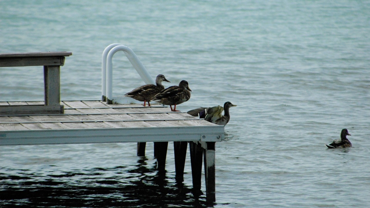 Photo of Others in Maple City