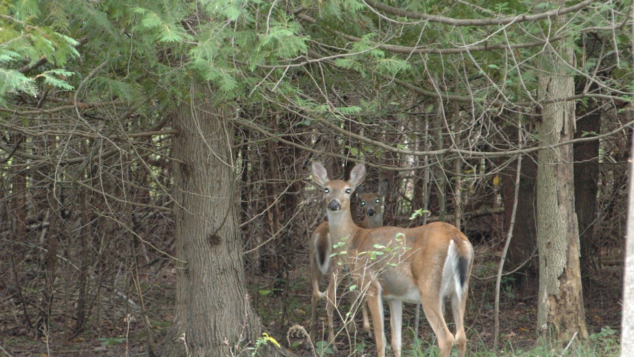 Photo of Others in Maple City
