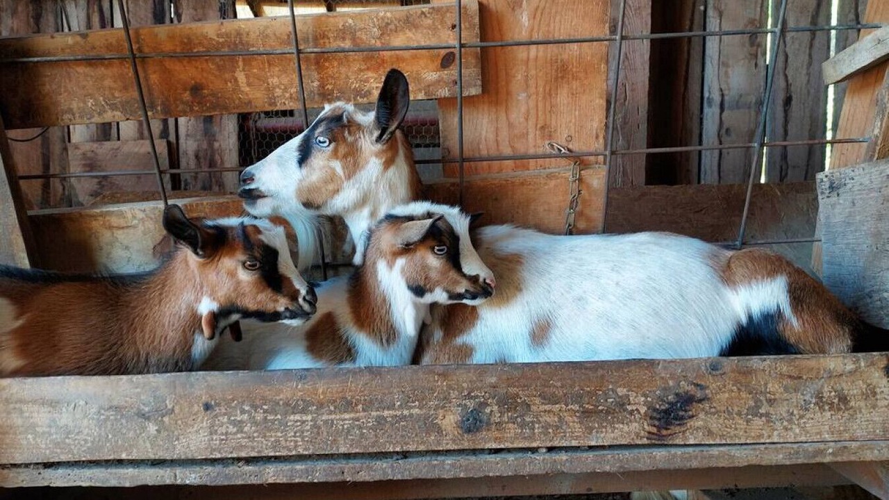 Photo of Others in Waneta