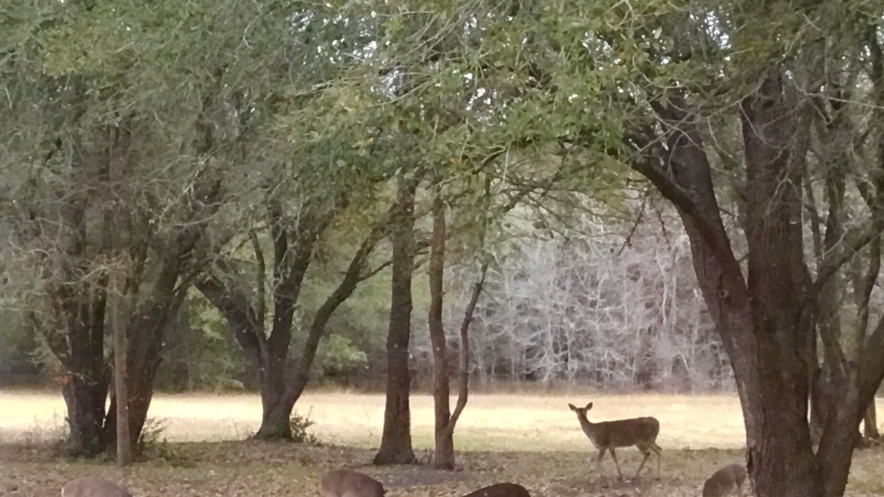 Photo of Outdoor in Round Top