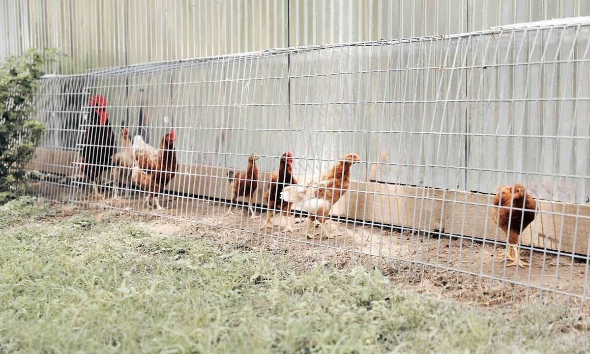 Photo of Outdoor in Brenham