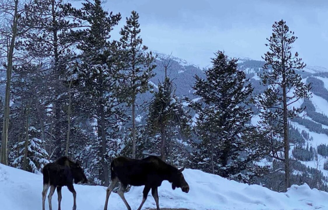 Photo of Others in Baldy Mountain