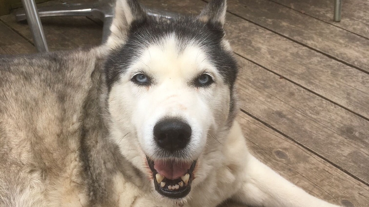 Photo of Others in Alderholt