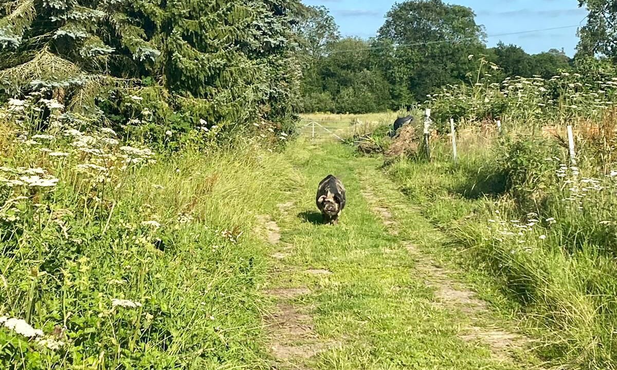 Photo of Others in Alderholt