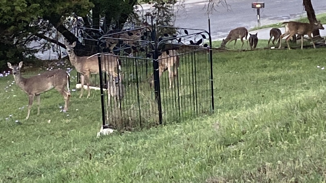 Photo of Outdoor in Copperas Cove