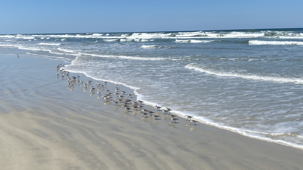 Photo of Others in Ponce Inlet