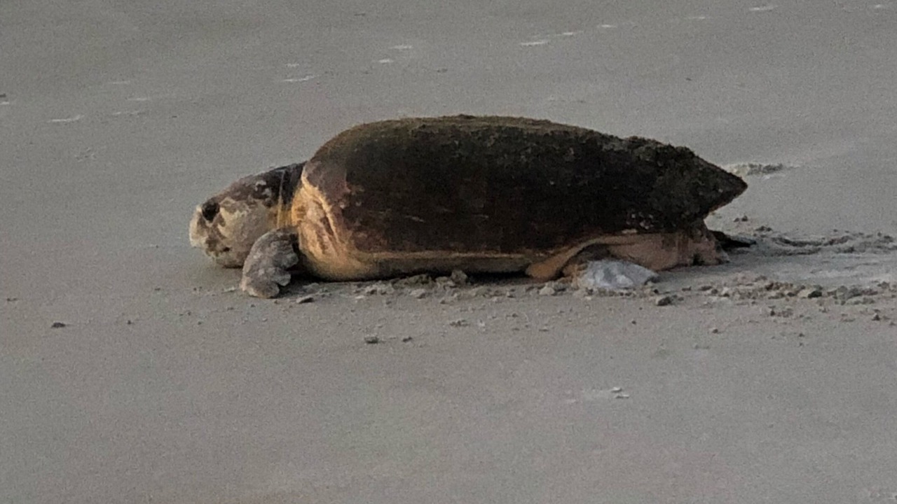 Photo of Others in Ponce Inlet