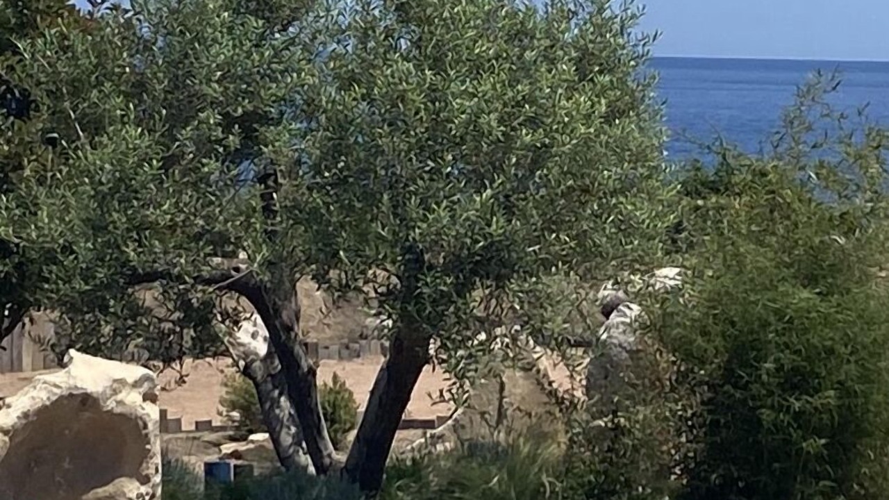 Photo of Outdoor in Sari-Solenzara