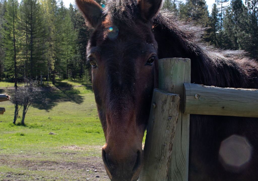 Photo of Outdoor in Condon