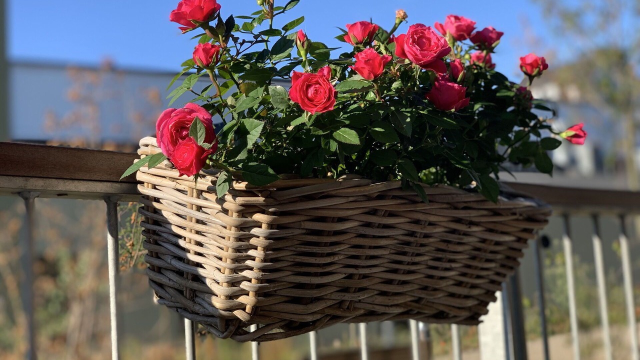 Photo of Patio Balcony in Amager