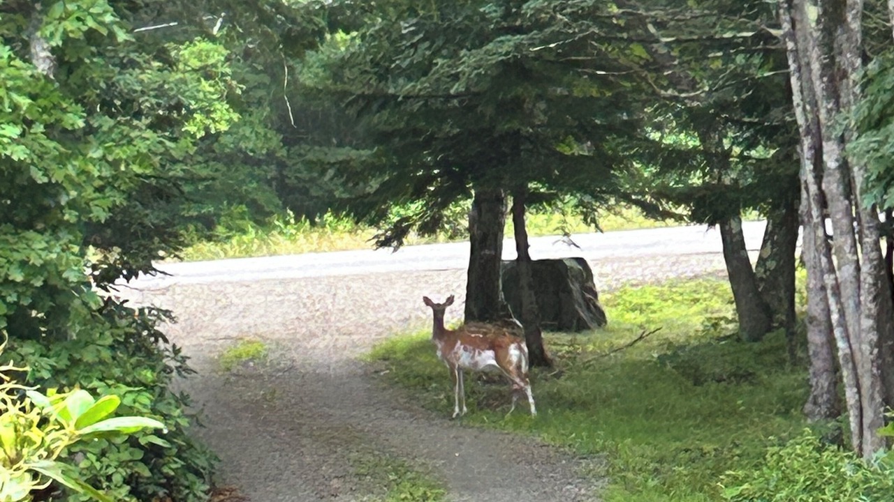 Photo of Others in Boothbay Harbor