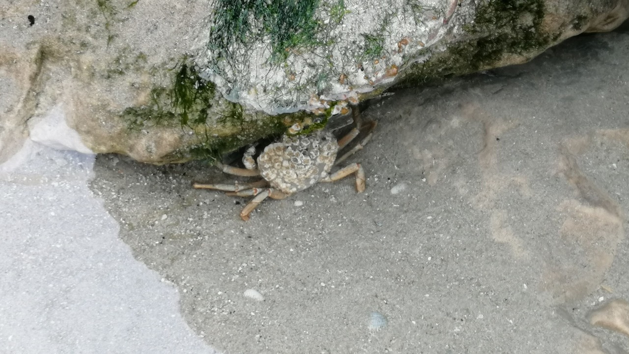Photo of Outdoor in Camiers