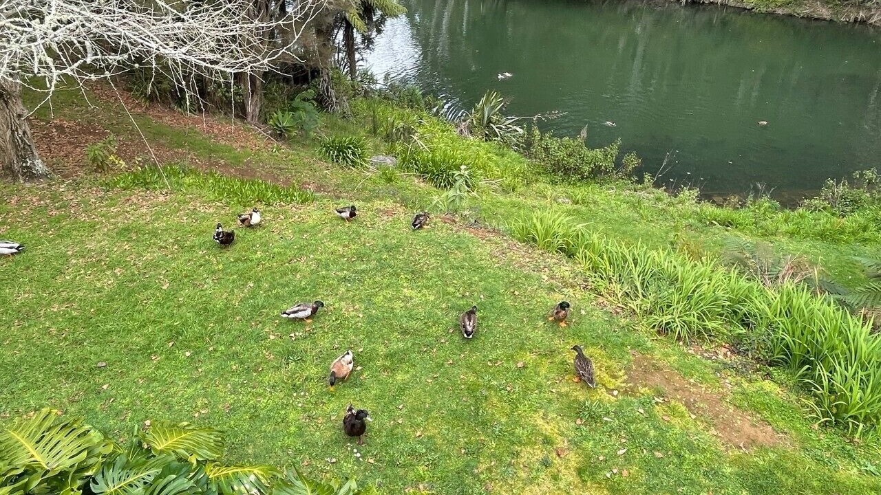 Photo of Outdoor in Waipapa