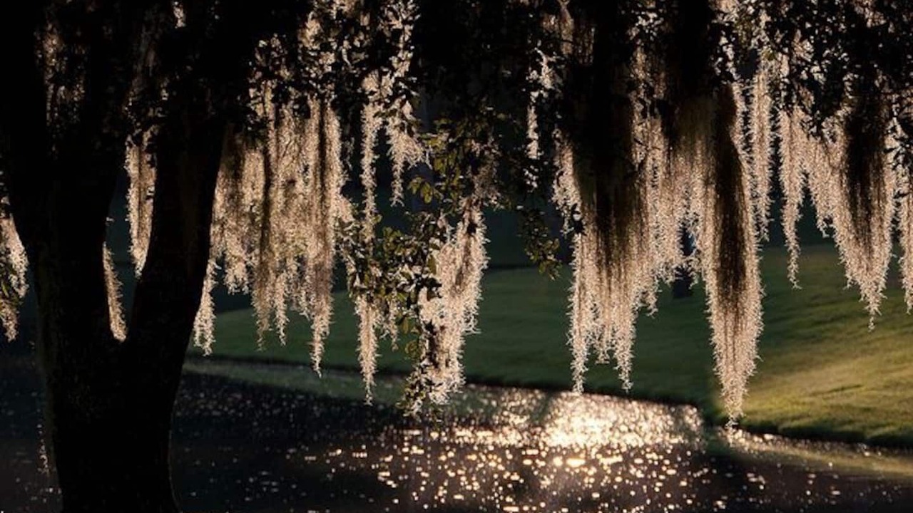 Photo of Outdoor in Saint Simons Island