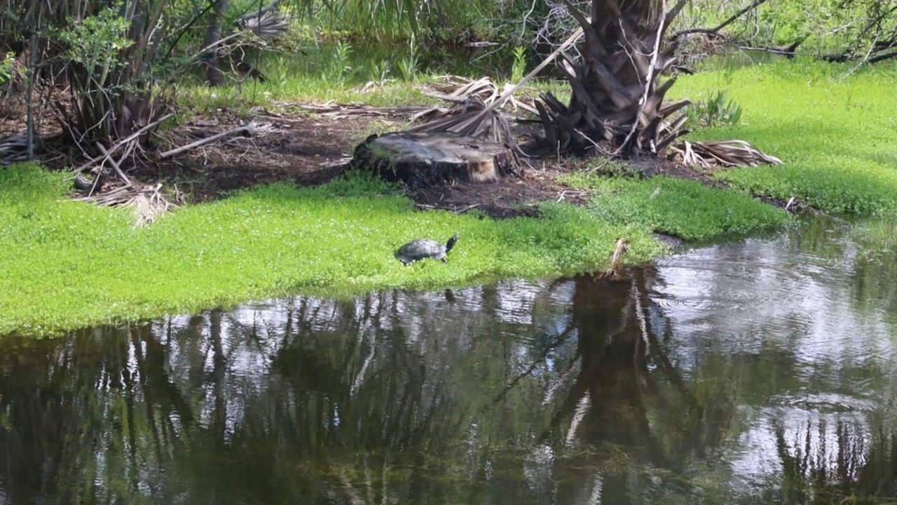 Photo of Outdoor in Saint Simons Island