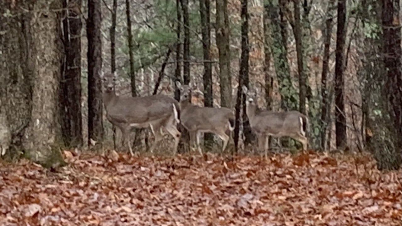 Photo of Outdoor in Flint Creek
