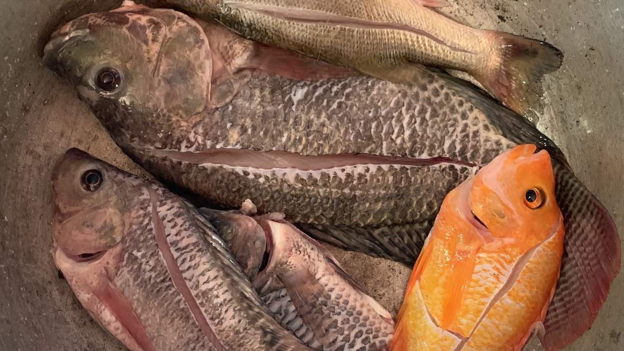 Photo of Others in La Mata