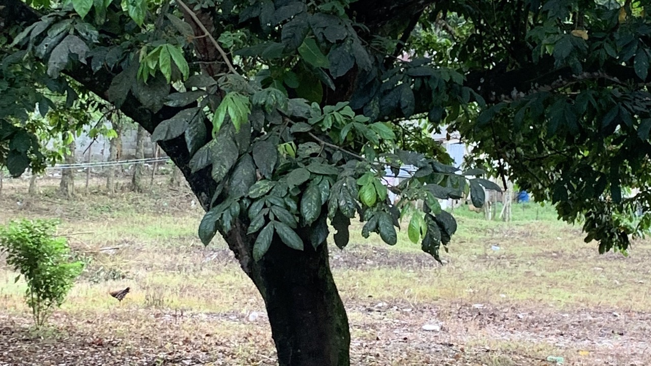 Photo of Outdoor in La Mata