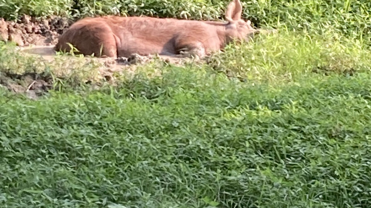 Photo of Others in Shaw