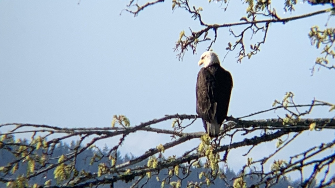 Photo of Outdoor in Gig Harbor