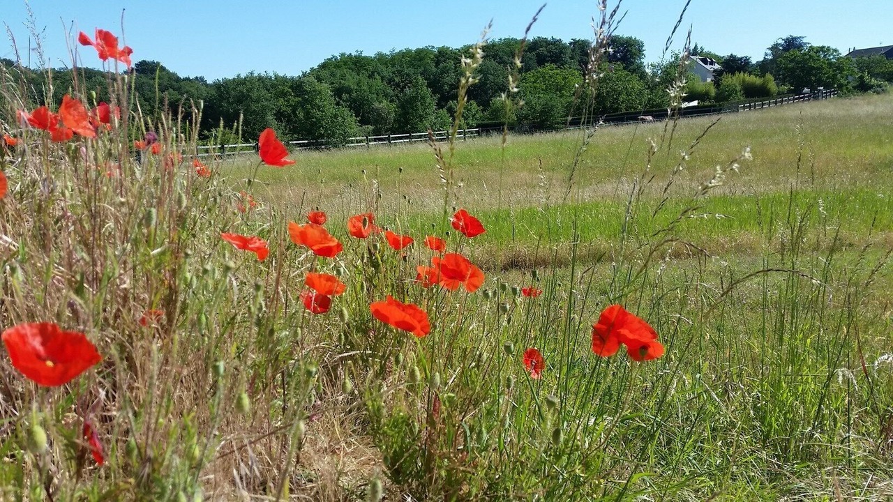Photo of Outdoor in Saumur