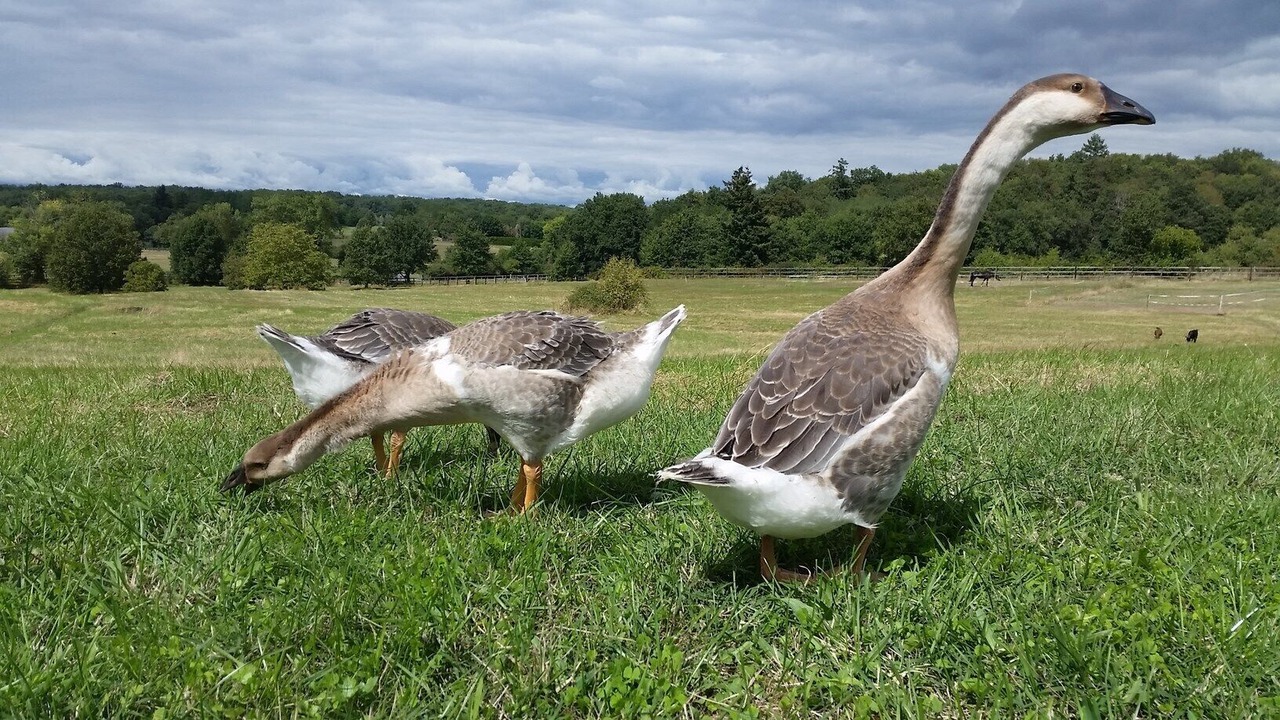 Photo of Outdoor in Saumur