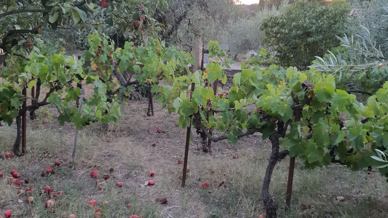 Photo of Outdoor in Aubais