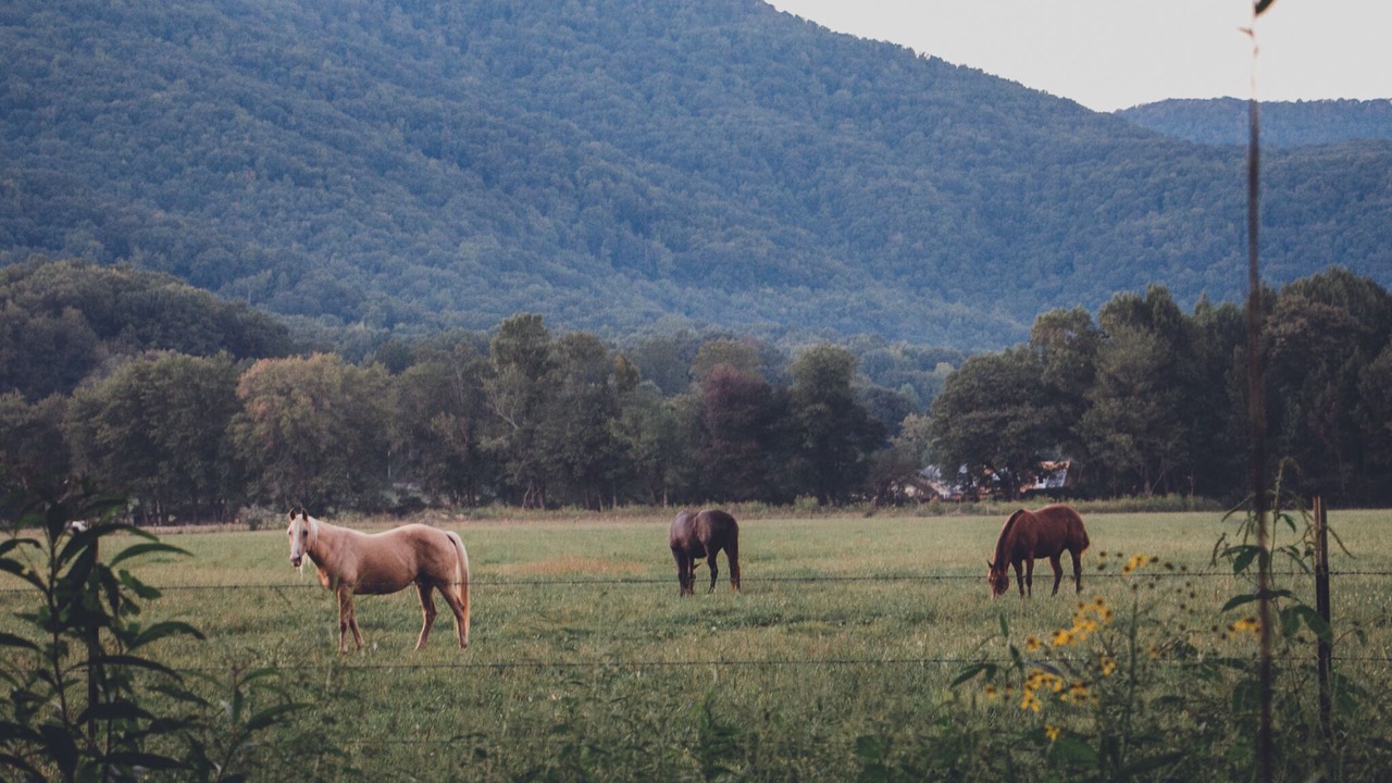 Photo of Outdoor in Elgin