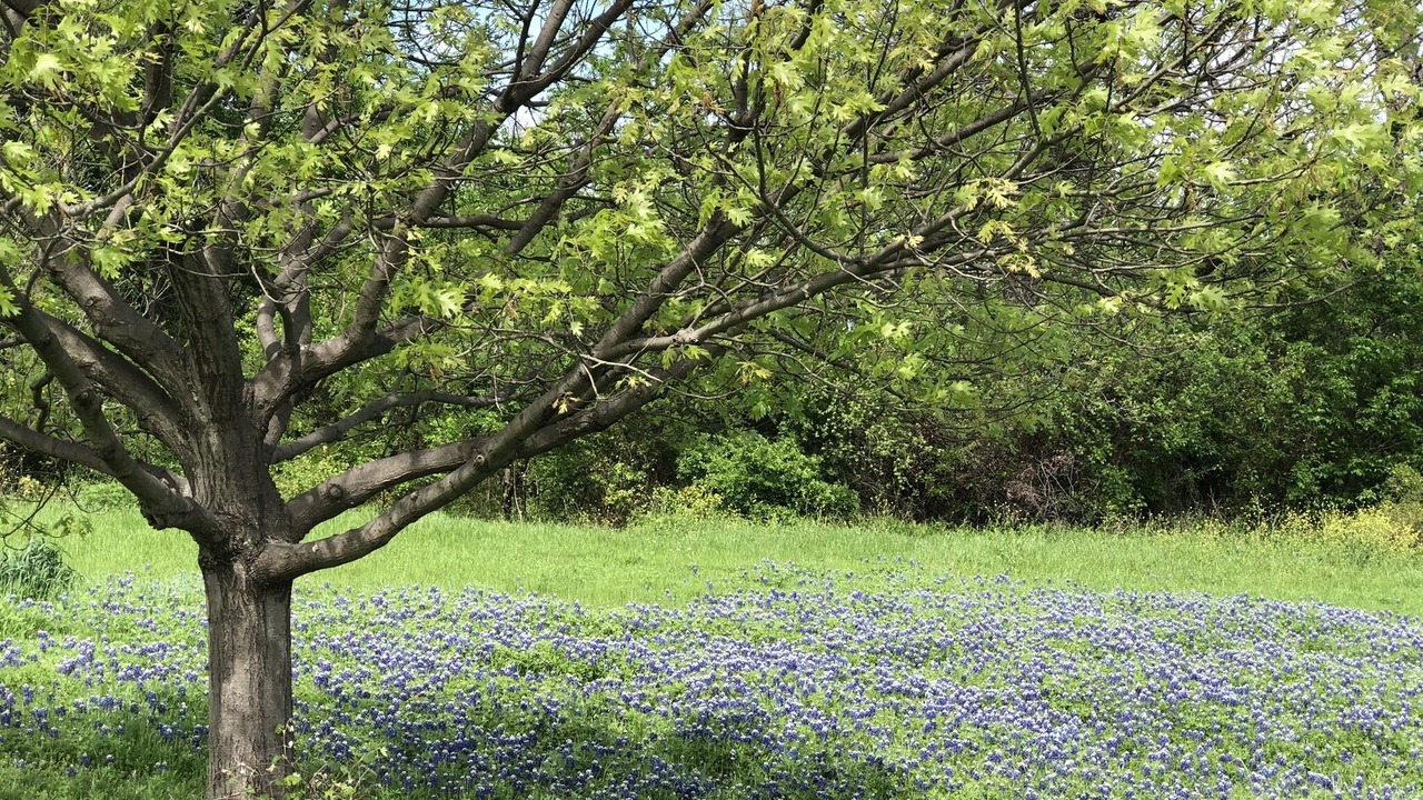 Photo of Outdoor in Coppell