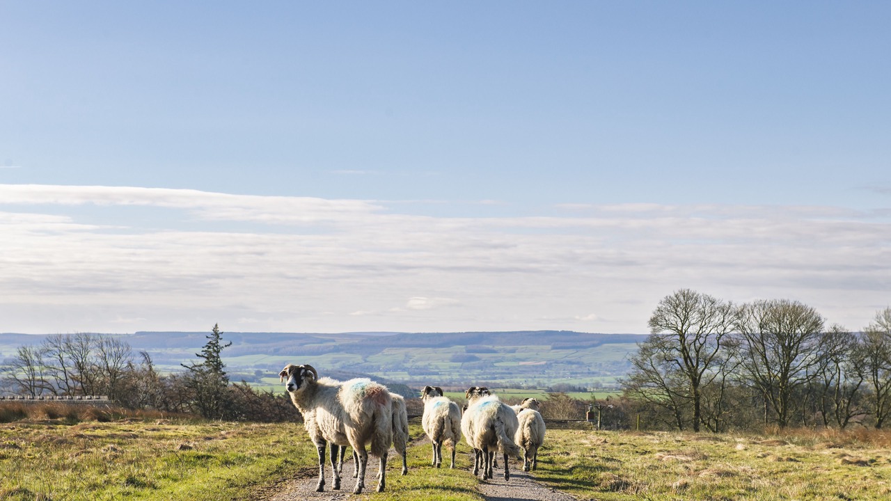 Photo of Others in Preston-under-Scar