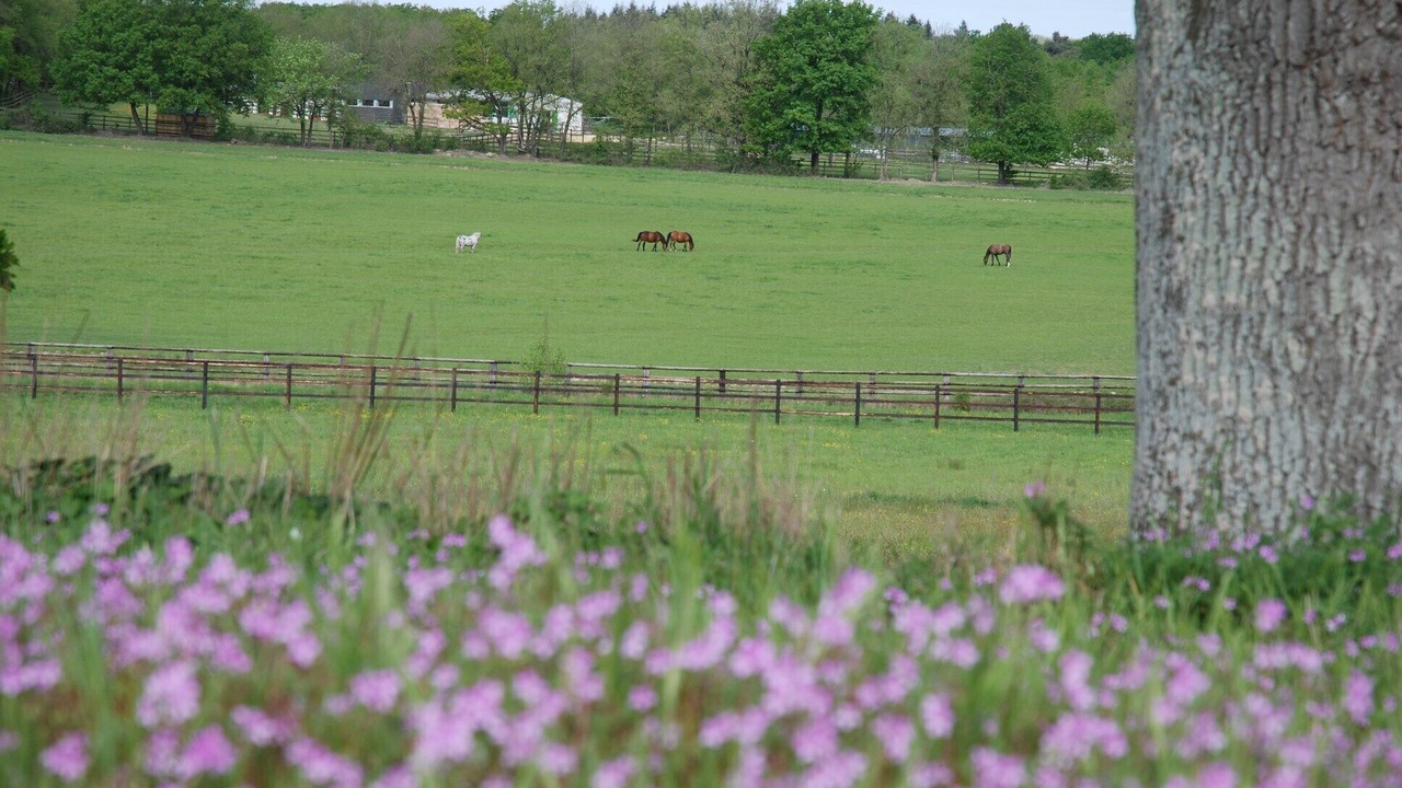 Photo of Outdoor in Saint-Hilaire-Saint-Florent