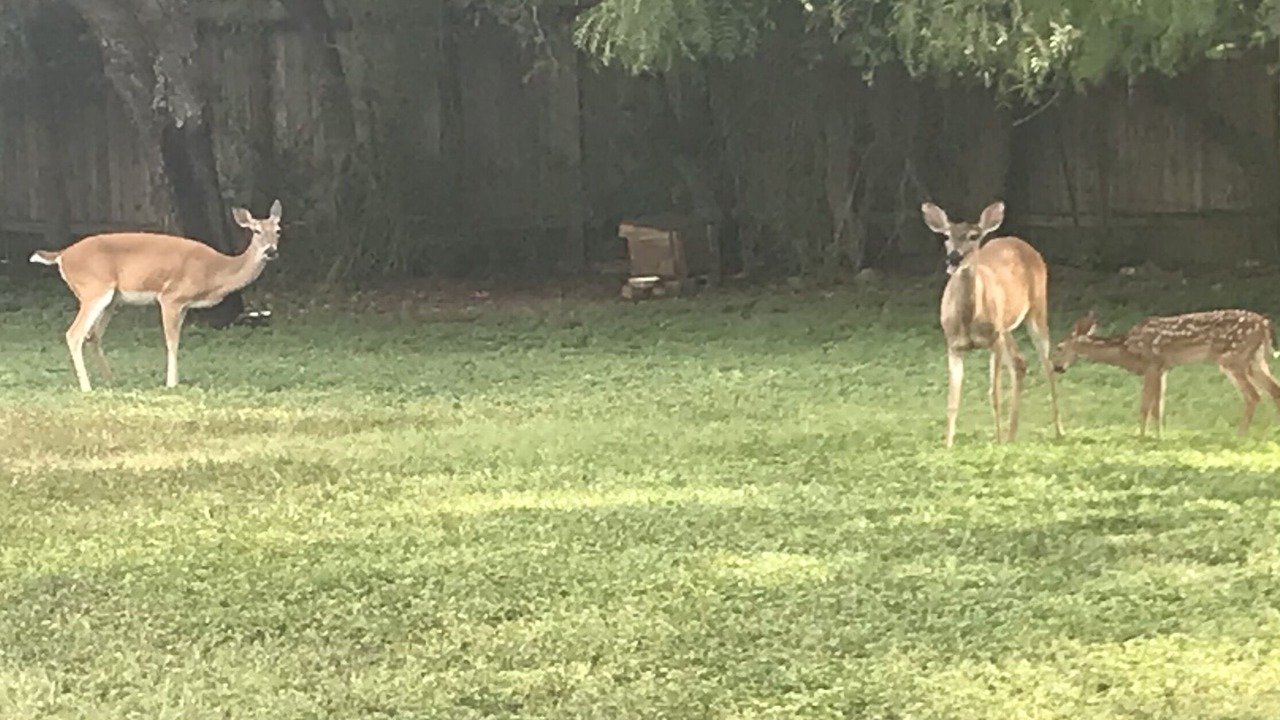 Photo of Outdoor in North Central Thousand Oaks