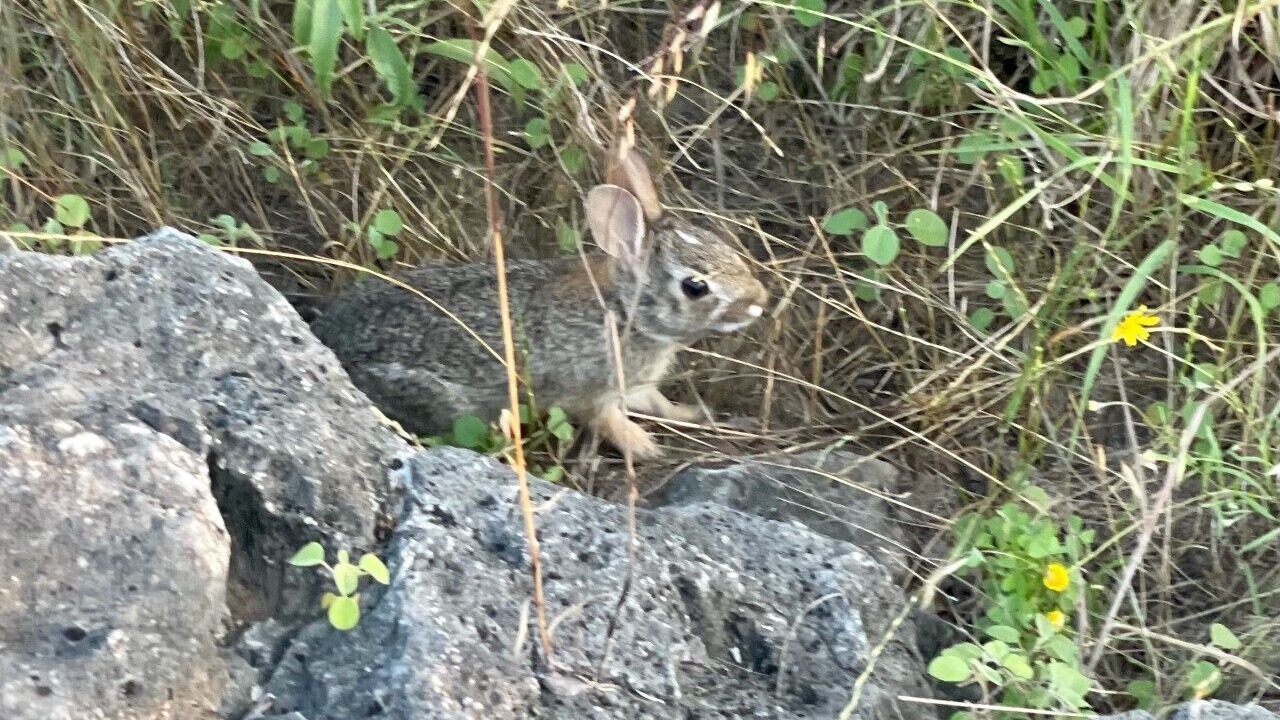 Photo of Others in Johnson City