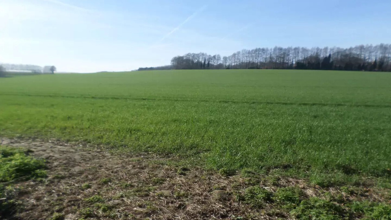 Photo of Others in Littlebourne