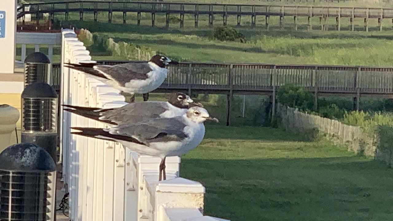 Photo of Outdoor in Red Fish Cove