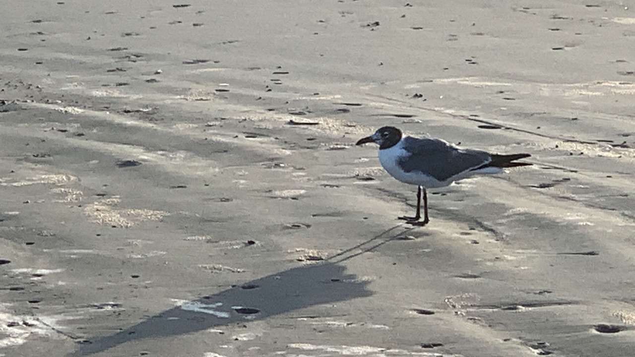 Photo of Others in Red Fish Cove