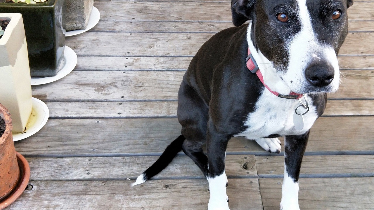 Photo of Others in New Plymouth