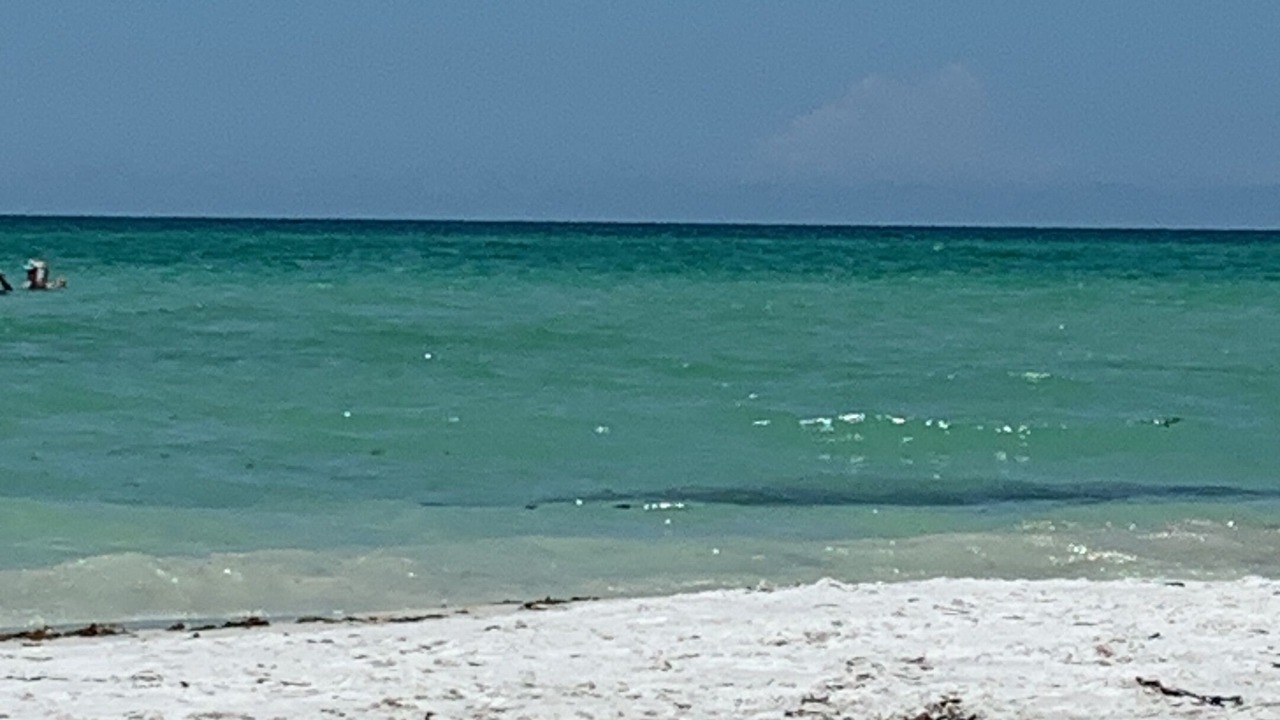 Photo of Others in Siesta Key