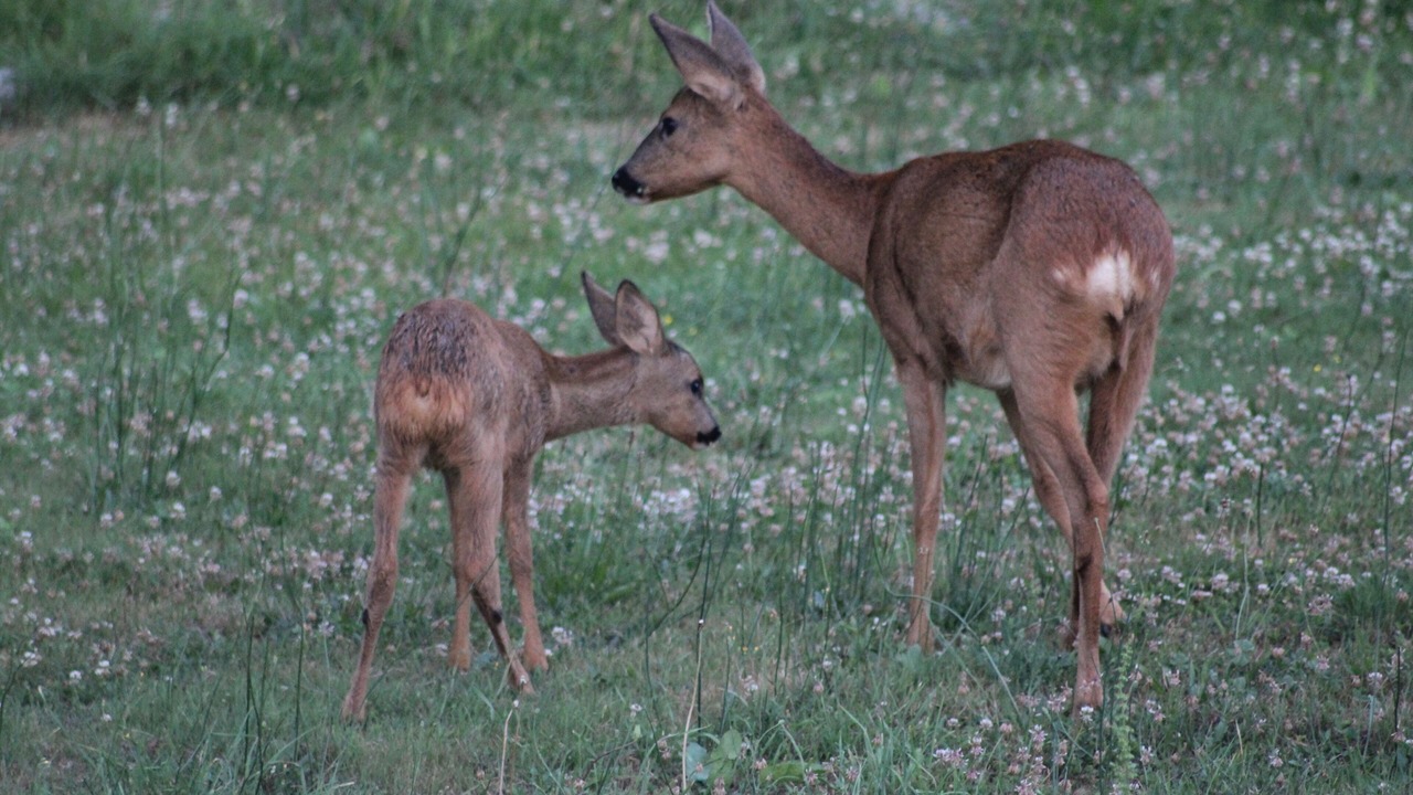 Photo of Outdoor in Cercoux