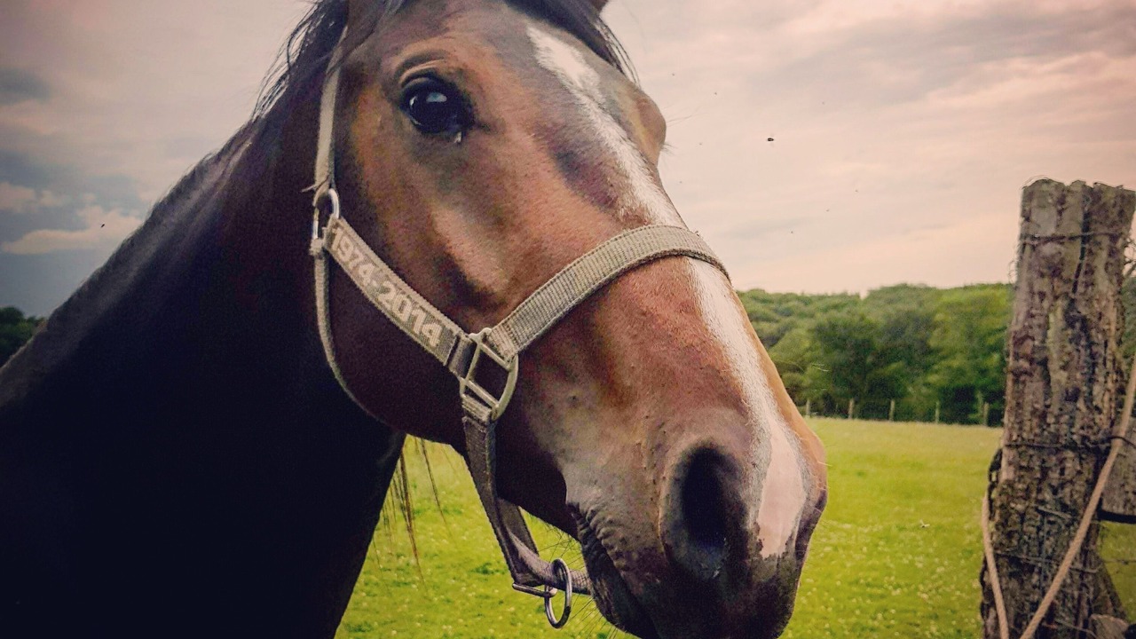 Photo of Others in Chatel-Censoir