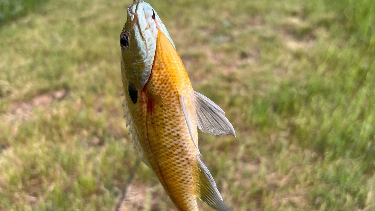 Photo of Outdoor in Paige