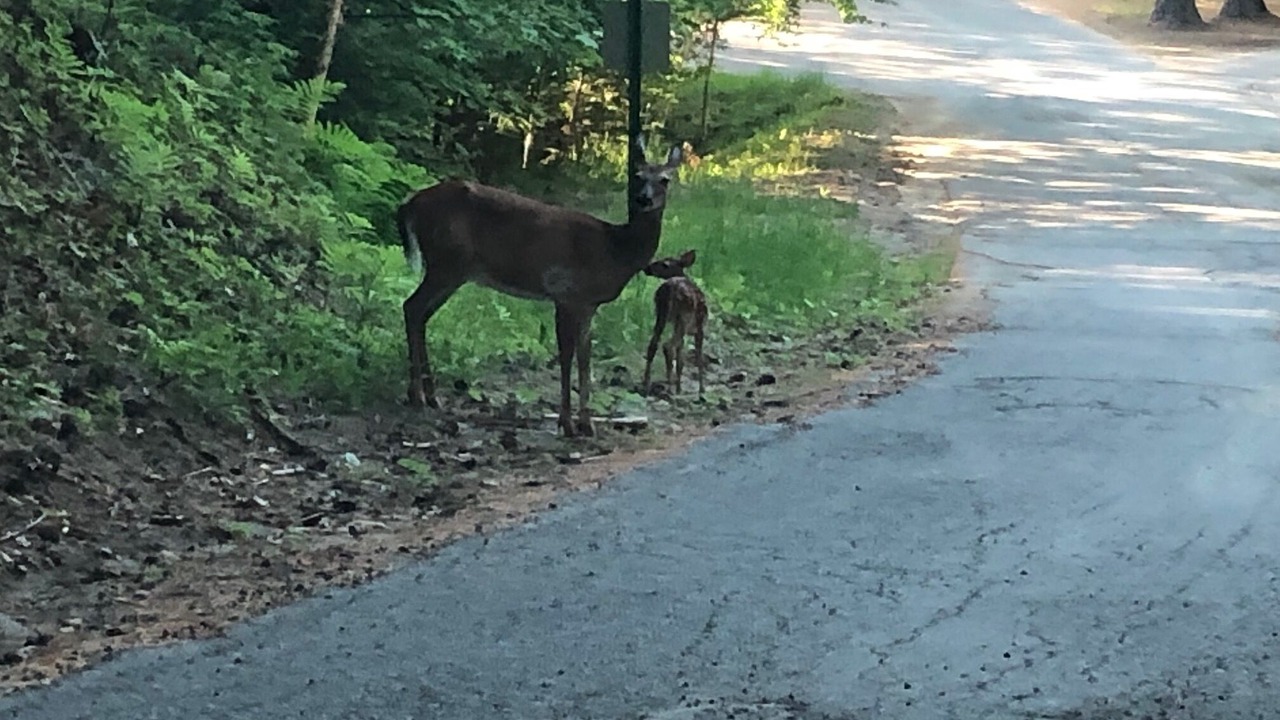 Photo of Others in Chestertown