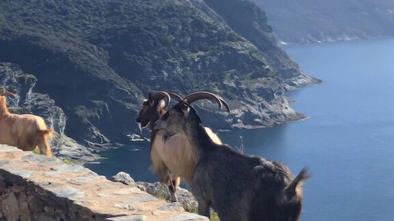 Photo of Others in Pino