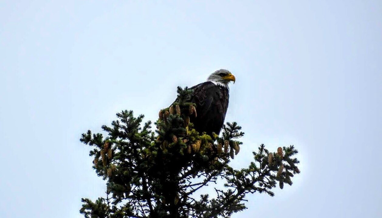 Photo of Others in Lime Lake-Machias