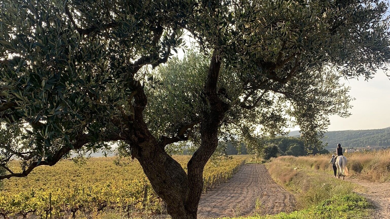 Photo of Outdoor in San Martin Sarroca