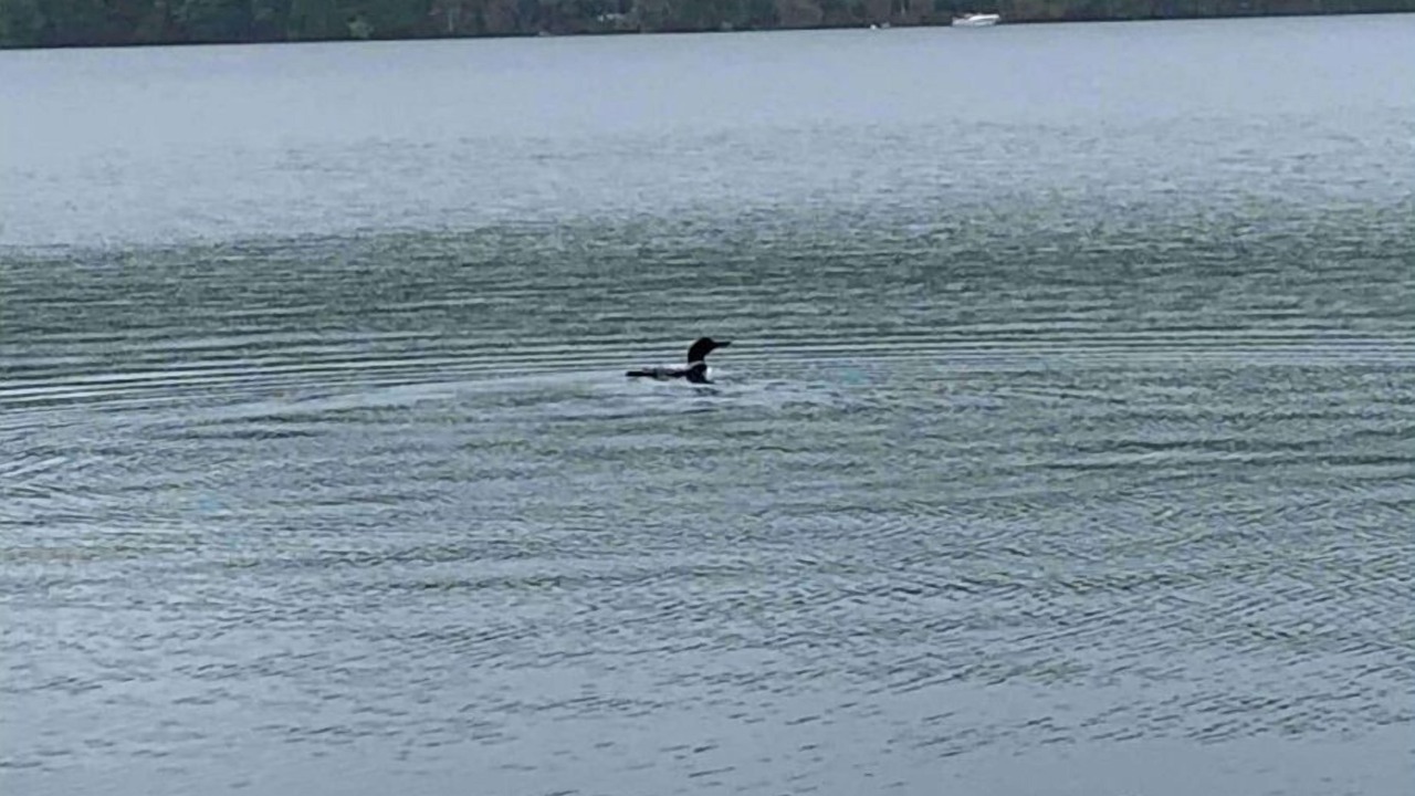 Photo of Others in Island Falls